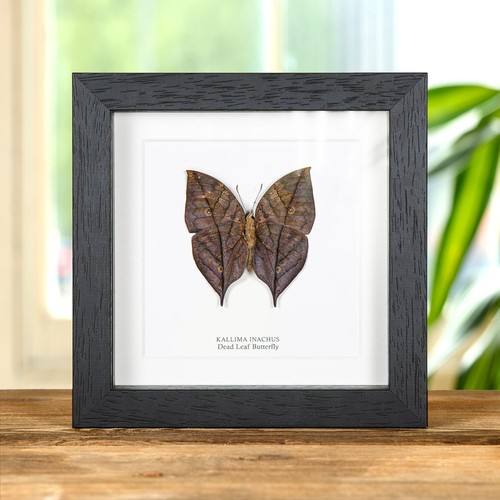 Dead leaf butterfly - dead,