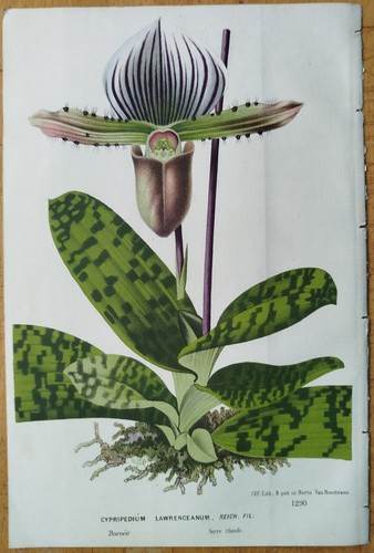 Orchid cypripedium from borneo - orchid,