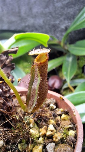 Nepenthes trusmadiensis - nepenthes, x