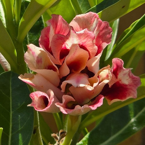 Exotic desert rose - desert, plant