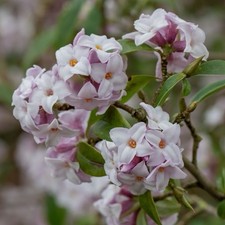 Daphne ‘Jacqueline