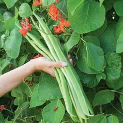 Runner bean plug plants - 5x,