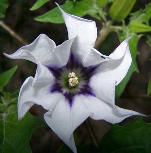 Datura white angels trumpet - angels',