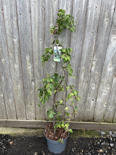 Weeping beech tree 100cm - weeping, 80/100cm