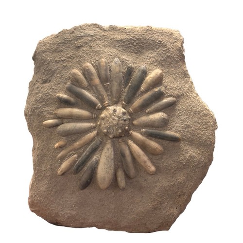 Fossil sea urchin echinoid - fossil,