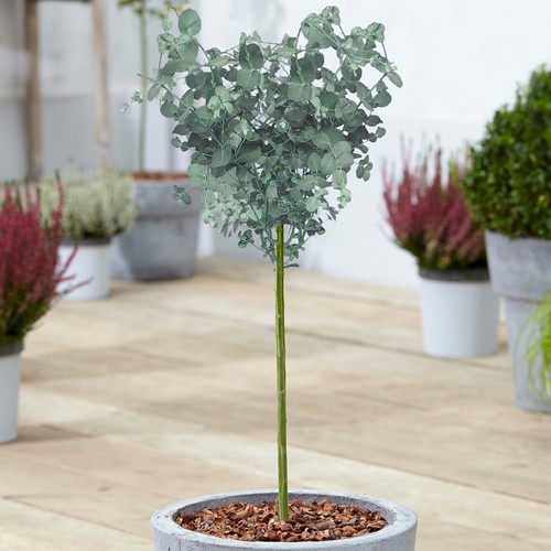 Eucalyptus gunnii tree cider - eucalyptus,