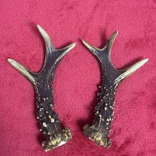 FANCY PAIR OF ROE DEER ANTLERS