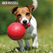 Jack Russell 2026 Traditional