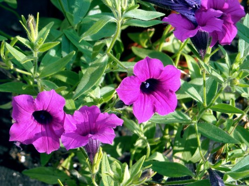 Seeds wild petunia - 35,