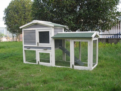 Rabbit guinea pig - guinea, hutch