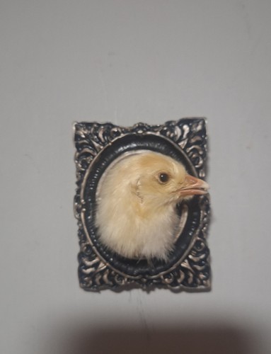 Taxidermy chick head - head, mount