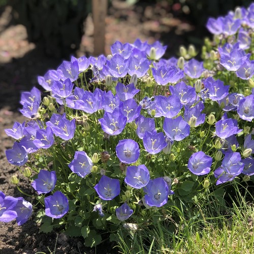 Campanula carpatica - x3,
