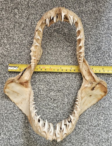 Vintage mako shark jaw - mako,
