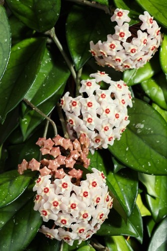 Hoya carnosa rooted cutting - carnosa,