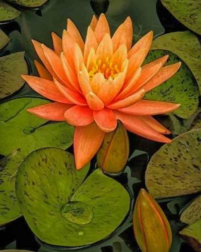 Orange water lily aquatic - orange,
