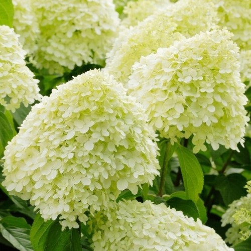 Hydrangea limelight xxxl - hydrangea,