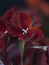 Erysimum cheiri 'Vulcan'