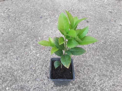 Calamondin citrus tree - tree, –