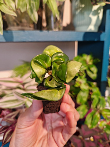 Hoya compacta mauna - hoya,