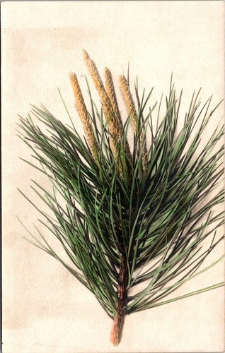 Pitch pine new - pitch,