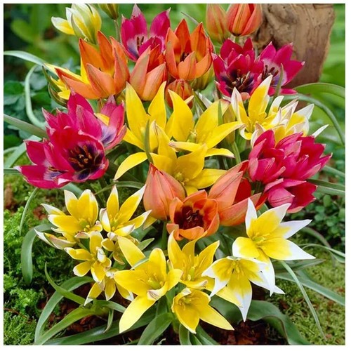 10x specie dwarf tulip - 10x,