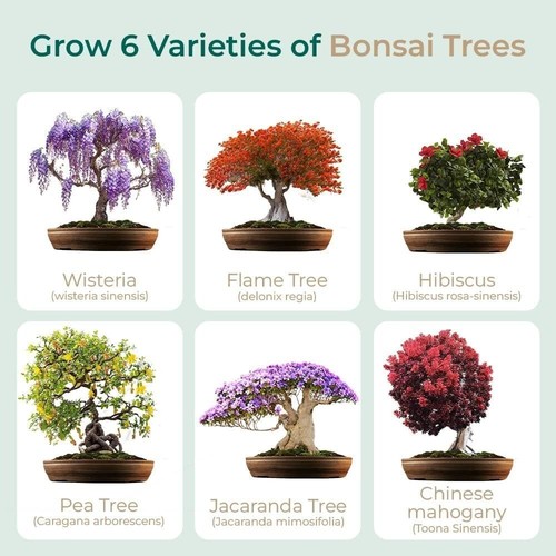 Japanese bonsai growing kit - japanese,
