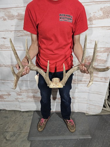 Wild point whitetail deer - whitetail,