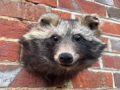 Nice new common raccoon - common, dog