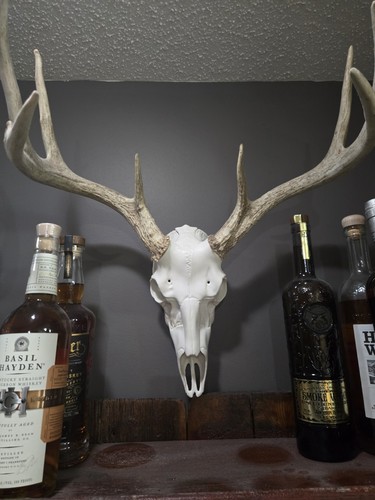 Whitetail deer european - deer,