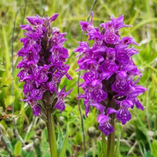 Dactylorhiza Marsh Orchid