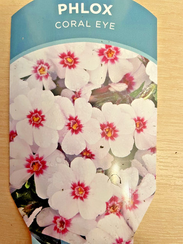 9cm phlox subulata coral - 2,