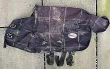 3’0 Mini Shetland Or Foal