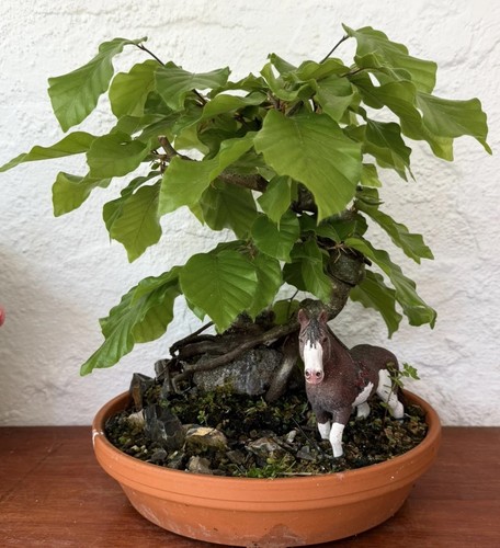 Bonsai tree european - bonsai,