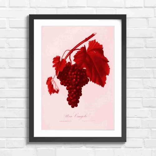 Vintage botanical grapes - botanical,