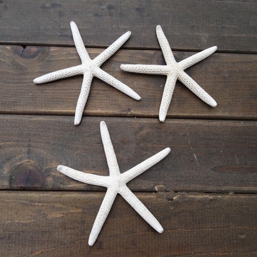 12pcs 10cm sea star natural - 12pcs,