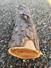  Yew Wood Log for Wood Turning