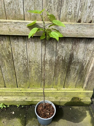 Indian bean tree catalpa - indian,