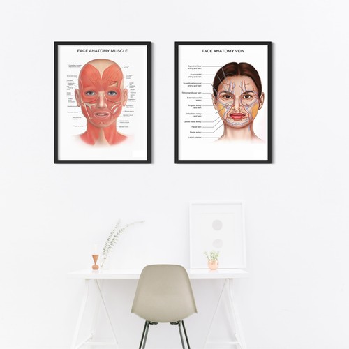 Human face anatomy - uk🌈,
