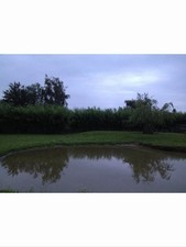 100 Willow Cuttings 12” Long, 20% free, Fast Growing (Hedging, Logs, Windbreak)