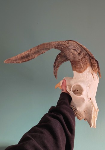 Goat skull skulls - skulls,, bones