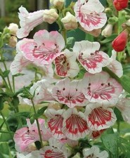 Penstemon Ice Cream