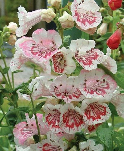Penstemon ice cream - ice,