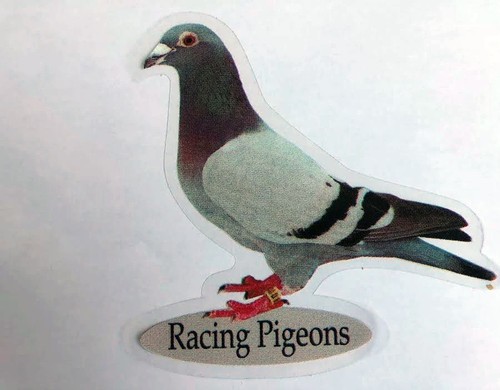 Racing pigeon window - racing,