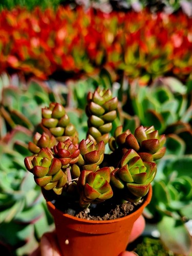 Crassula marchandii - crassula, |