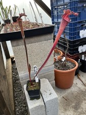 Sarracenia leucophylla L57