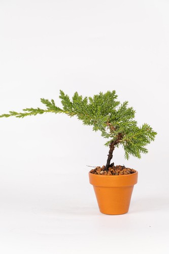 Juniper nana mame bonsai - juniper,