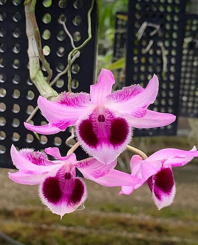 Rare dendrobium nestor white - dendrobium,