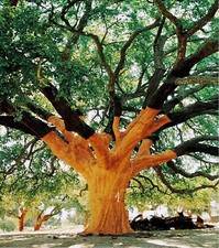 Quercus suber 10+ seeds cork oak evergreen oak tree seed Acorns semillas graines