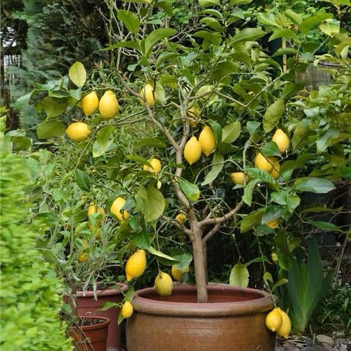 Lemon tree citrus - tree,, limon