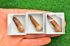 Spinosaurus Dinosaur Tooth/Teeth 100% Real Fossil, FREE Display Box✔ 3-4cm #S